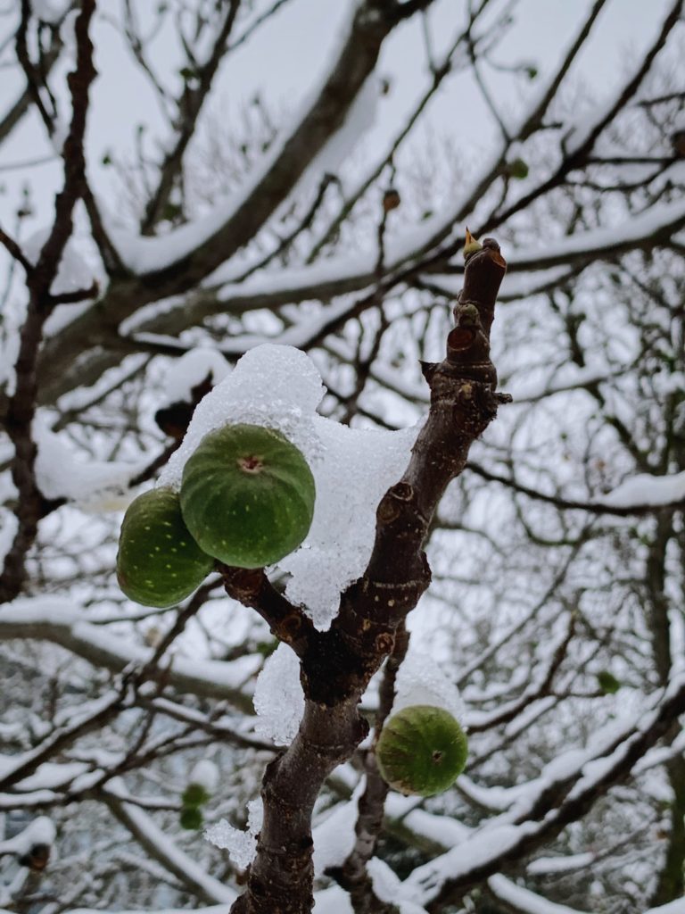 Winter Figs