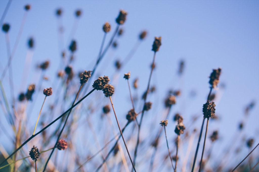 Matthias Maier | Late Summer Flora – 01