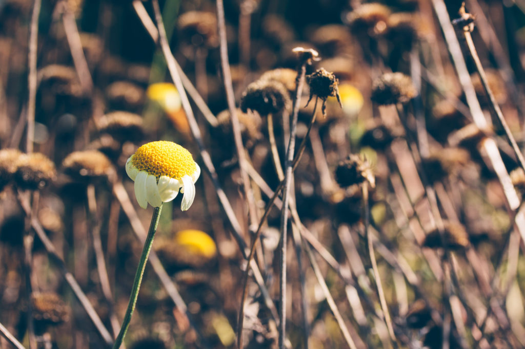 Matthias Maier | Late Summer Flora – 03