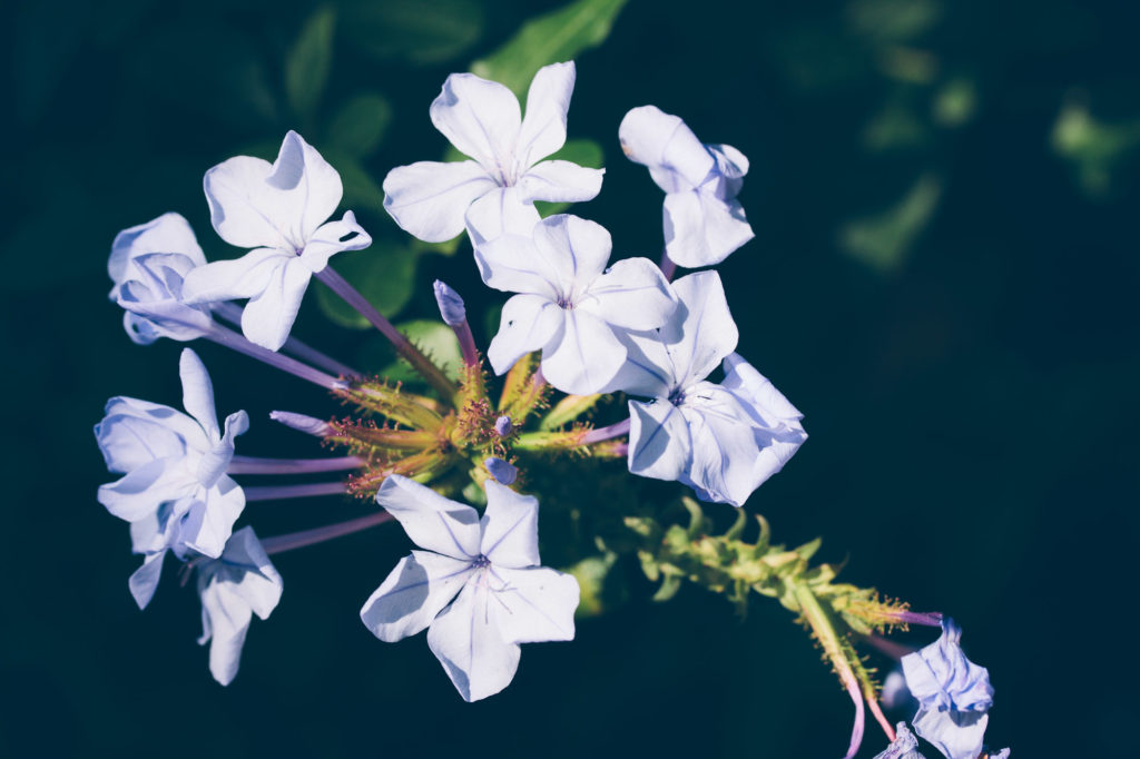 Matthias Maier | Late Summer Flora – 07