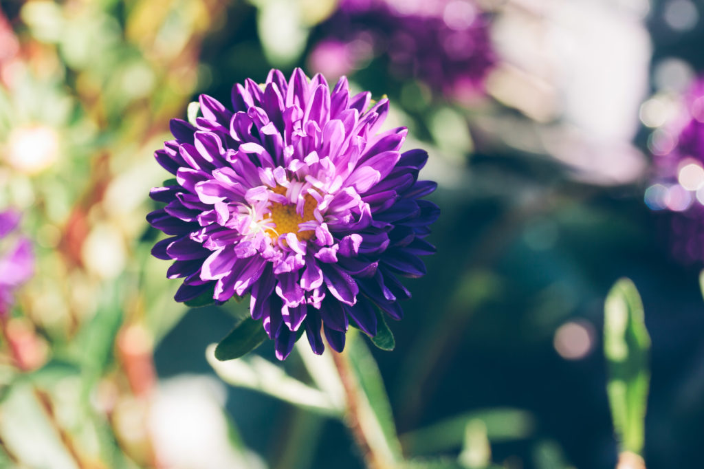 Matthias Maier | Late Summer Flora – 14