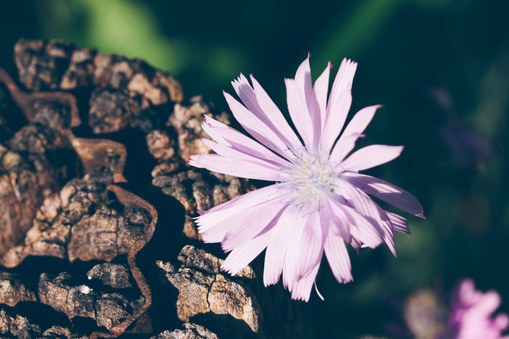 Matthias Maier | Late Summer Flora – 17