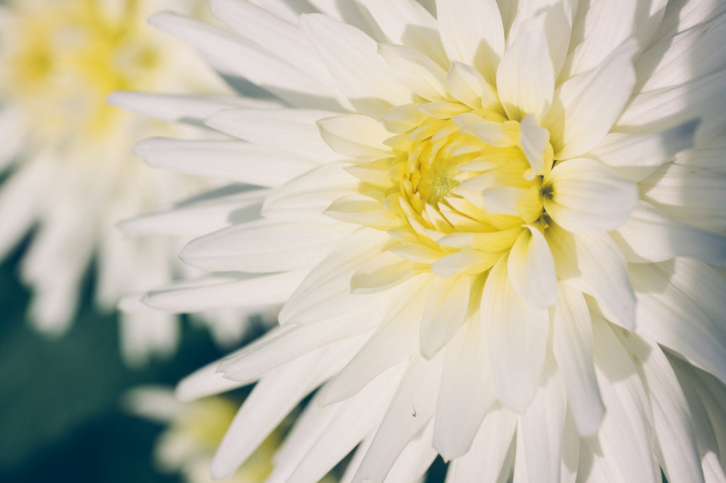 Matthias Maier | Late Summer Flora – 19