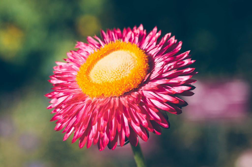 Matthias Maier | Late Summer Flora – 21