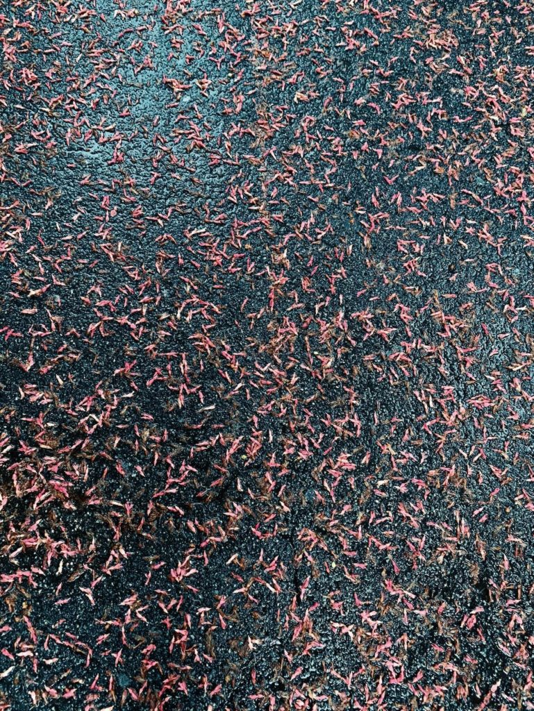 Matthias Maier | Blossom rain (pink)