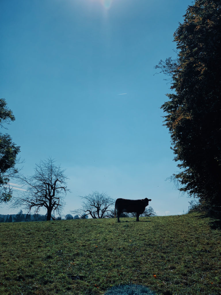Matthias Maier | Outline of a cow