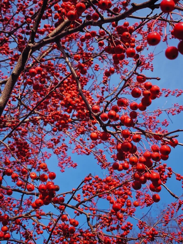 Matthias Maier | Red Berry Tree