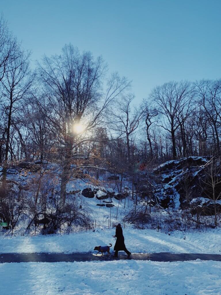 Matthias Maier | Dog Walk in Central Park