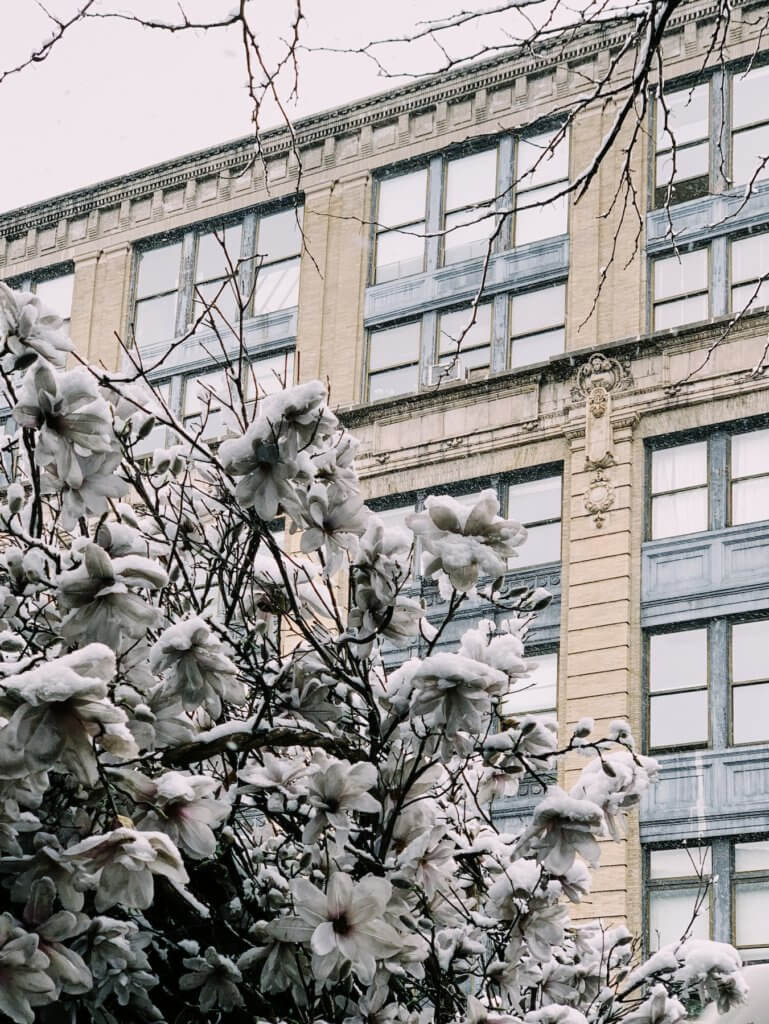 Matthias Maier | Snowy (Plastic) Magnolia