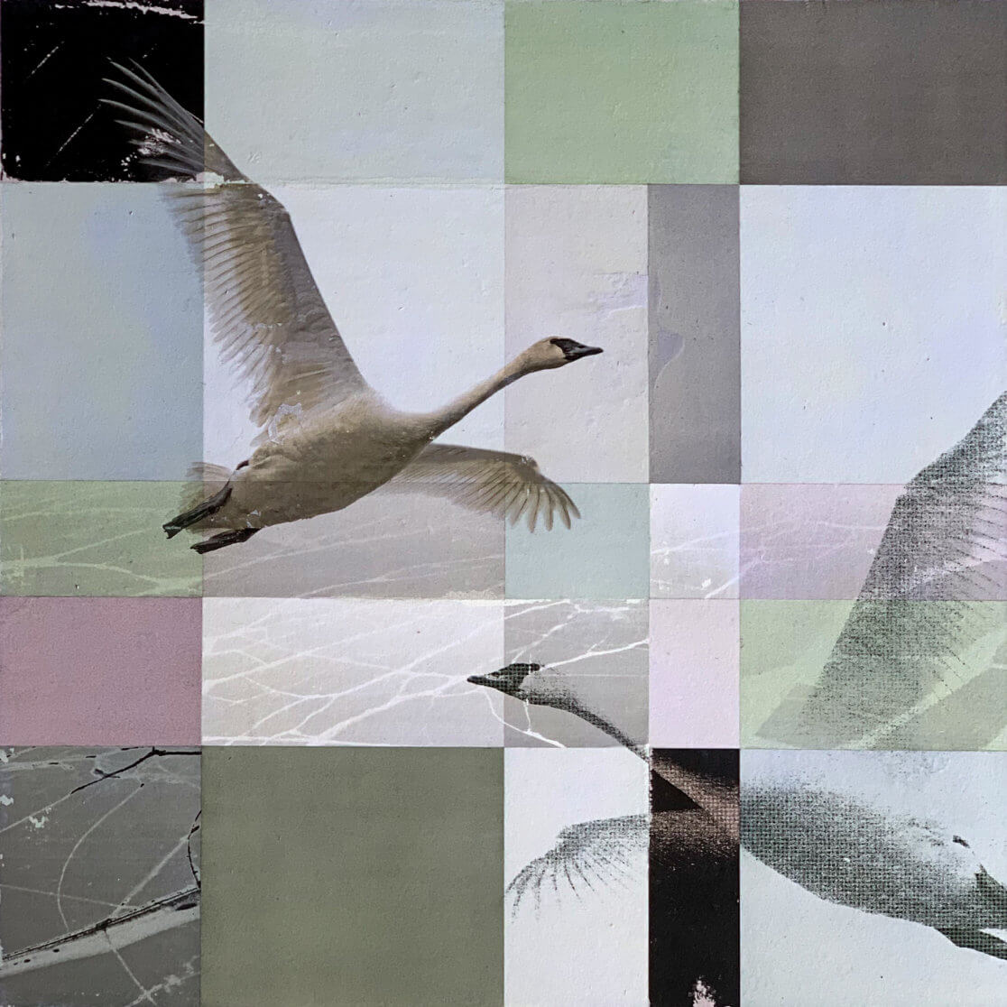 Matthias Maier | Paintings | Swans II