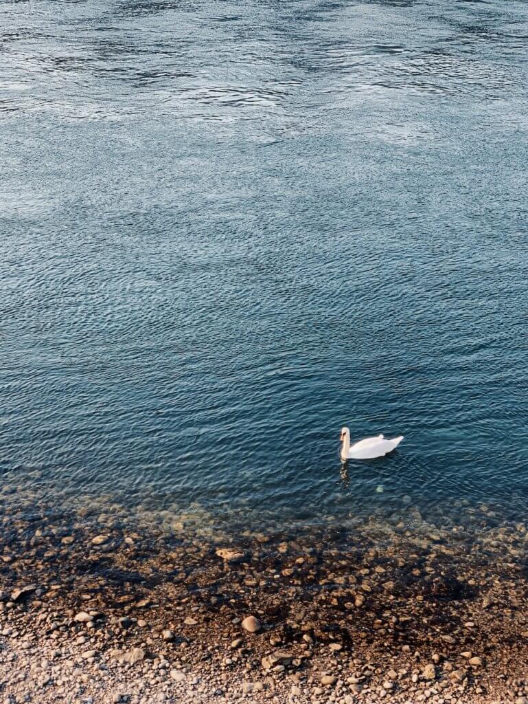 Matthias Maier | The Swan