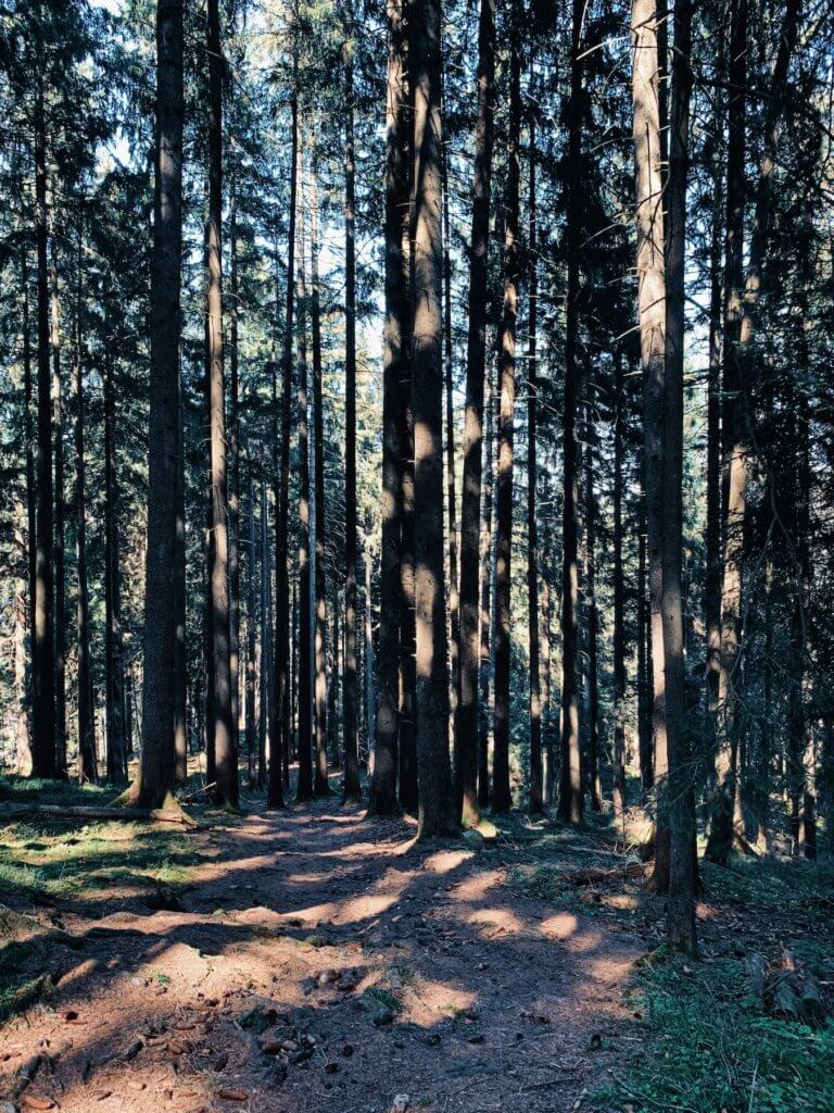 Matthias Maier | Spruce forest