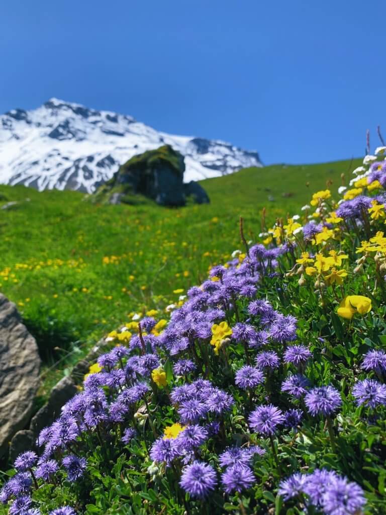 Matthias Maier | Alpine pasture flora