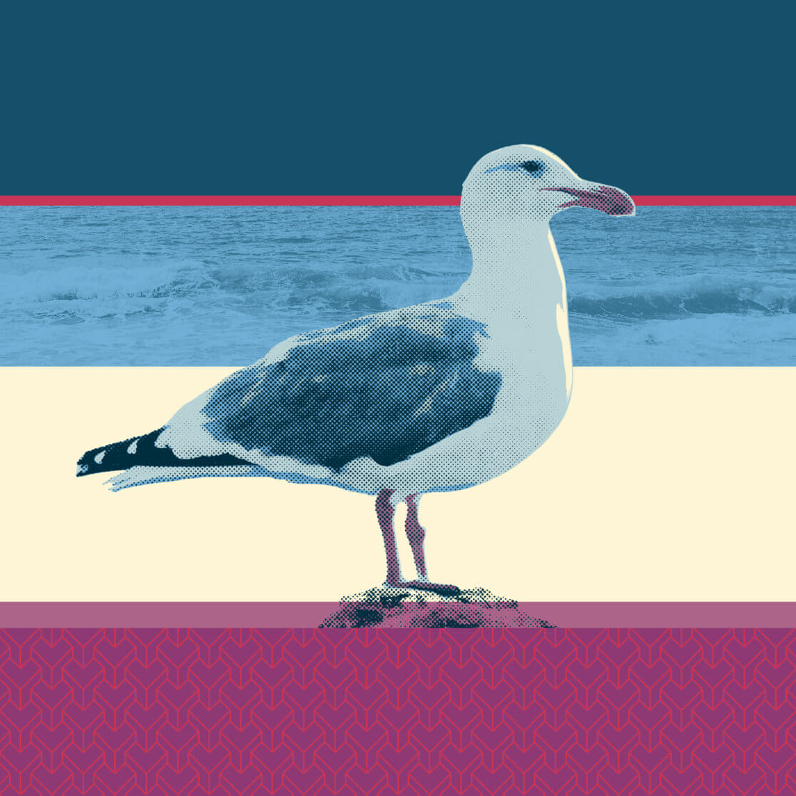 Matthias Maier | Birds of Fire Island | Seagull