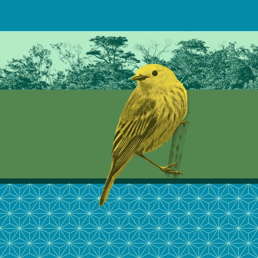 Matthias Maier | Birds of Fire Island | Yellow Warbler