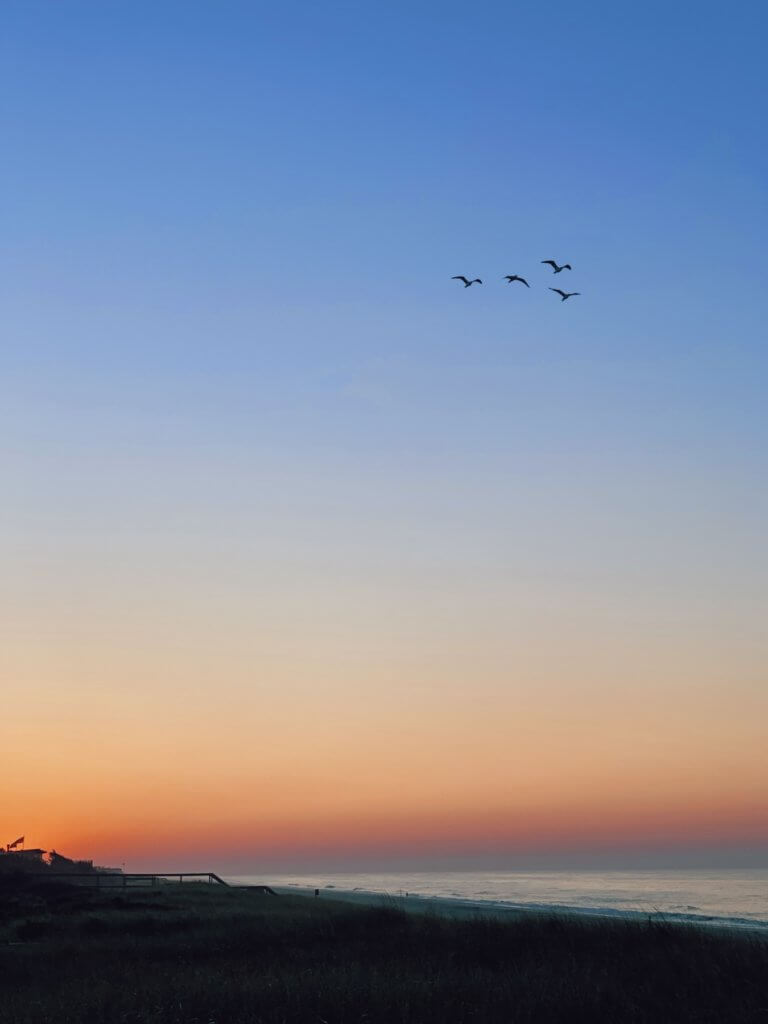 Matthias Maier | Migrating seagulls