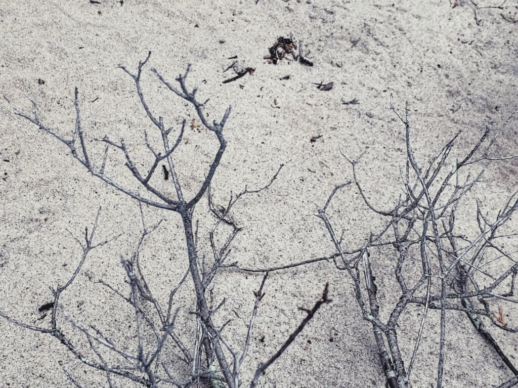 Matthias Maier | Dead branches in the sand