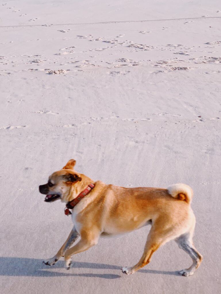 Matthias Maier | Beach doggy