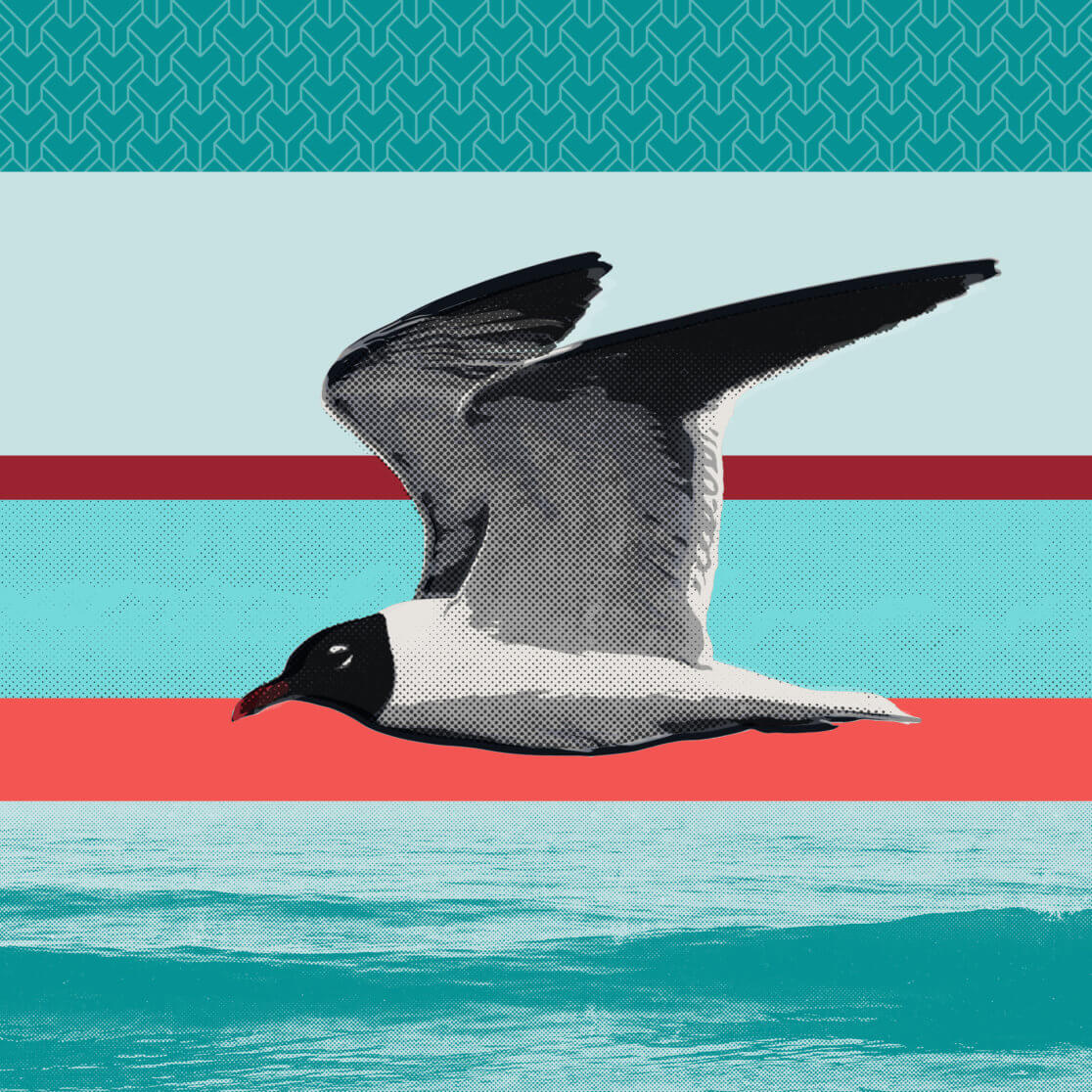 Matthias Maier | Birds of Fire Island | Laughing Gull