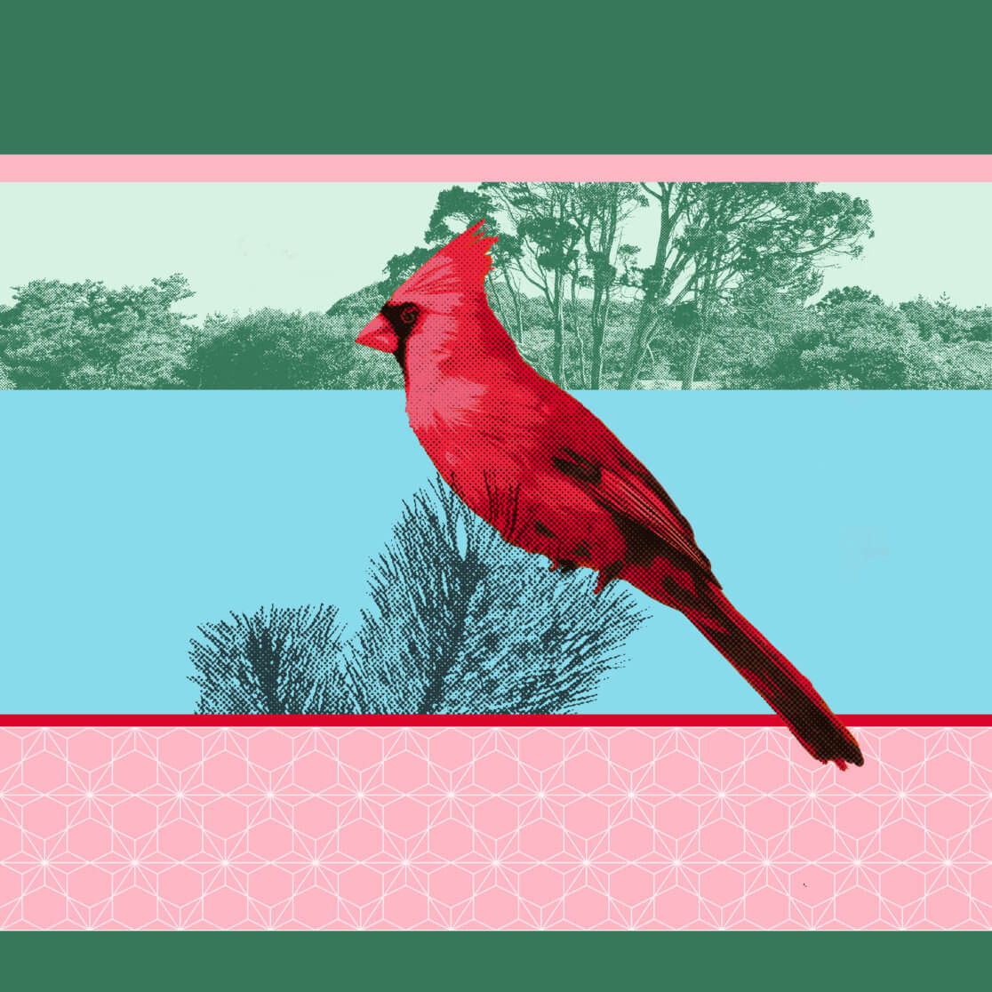 Matthias Maier | Birds of Fire Island | Northern Cardinal