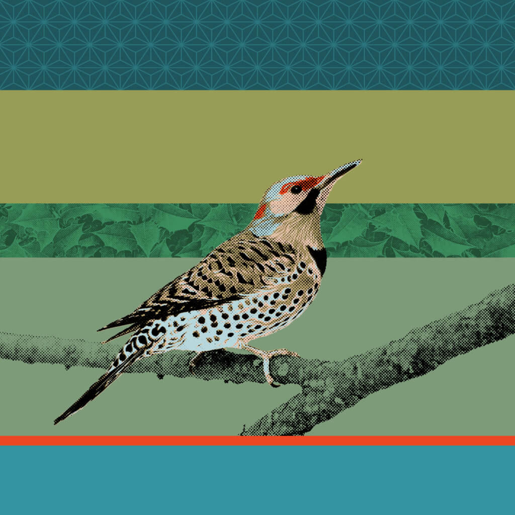 Matthias Maier | Birds of Fire Island | Northern Flicker