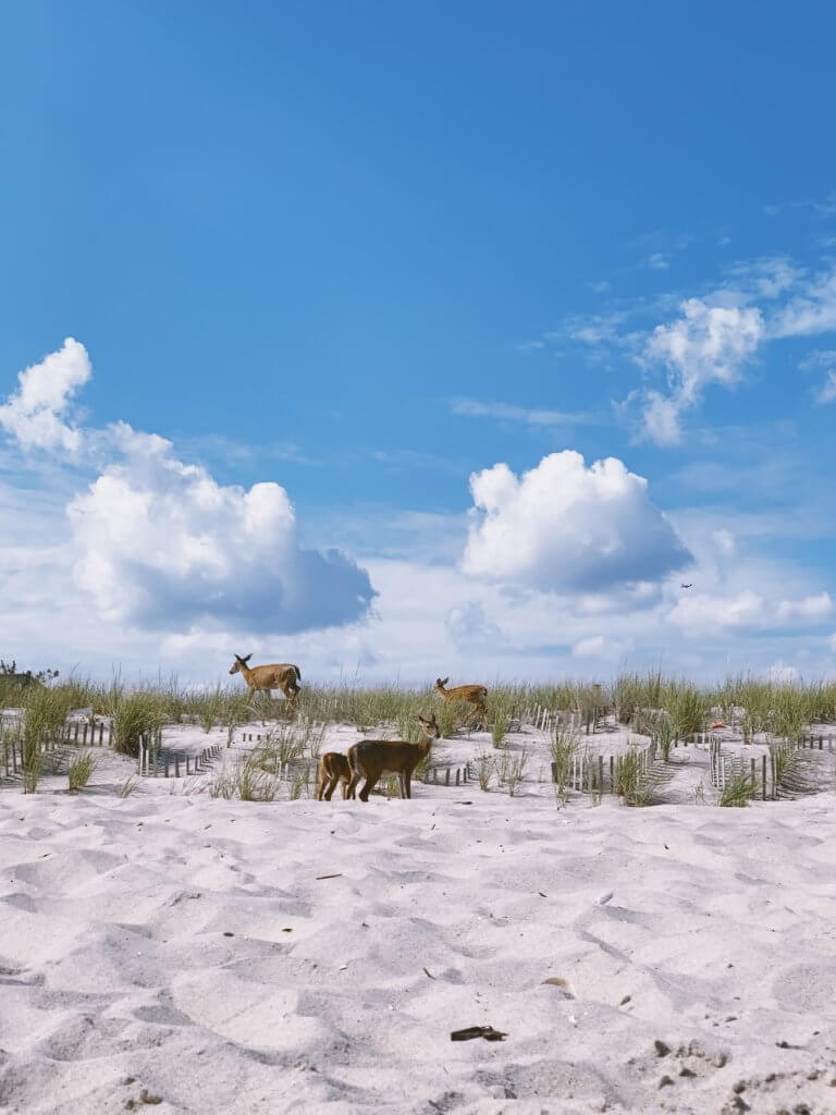 Matthias Maier | Beach Deers