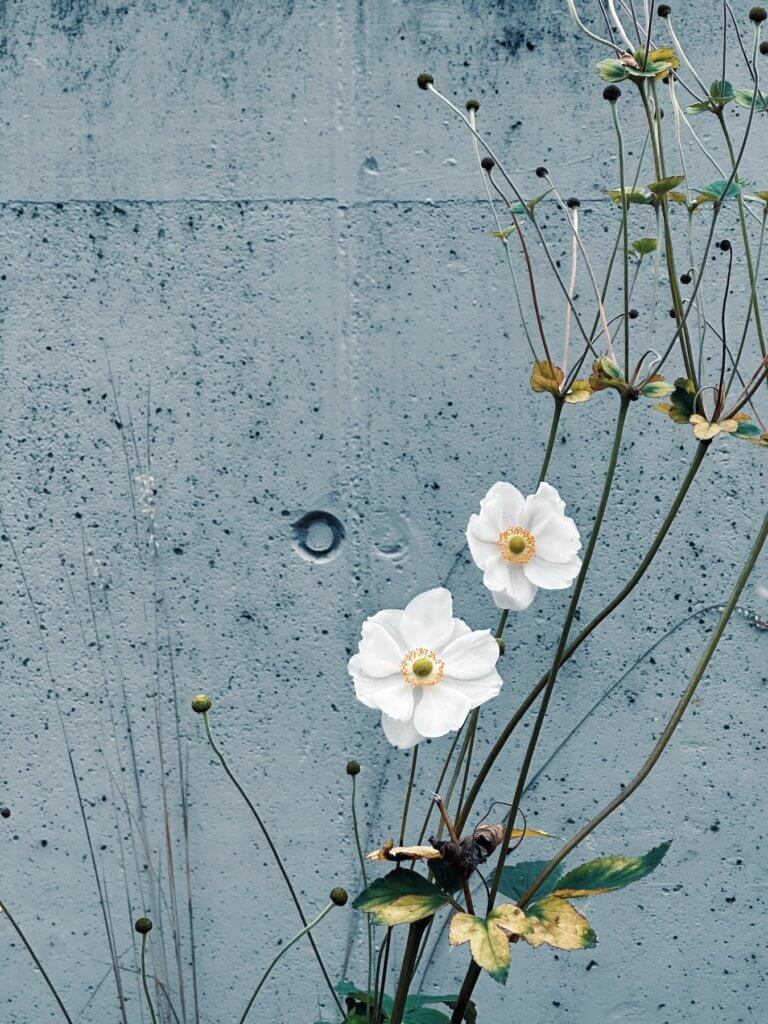Matthias Maier | November flower in white
