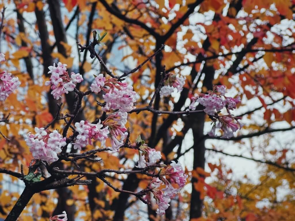 Matthias Maier | November blossoms