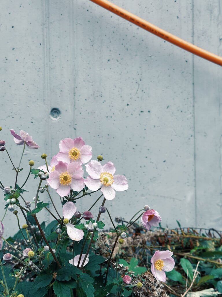 Matthias Maier | November flower in pale pink