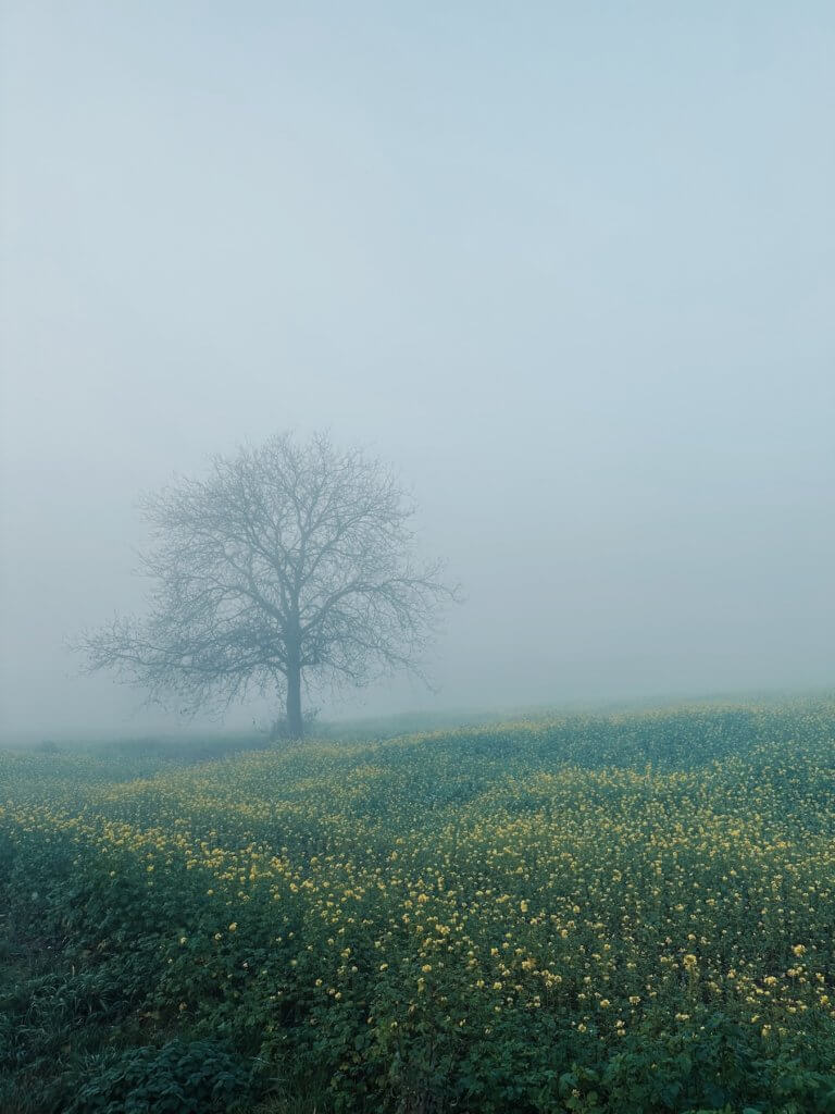 Matthias Maier | December blossoms