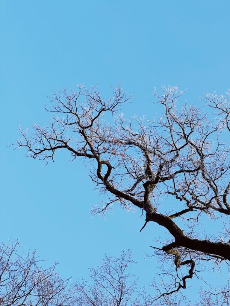 Matthias Maier | Hoarfrosted oak tree