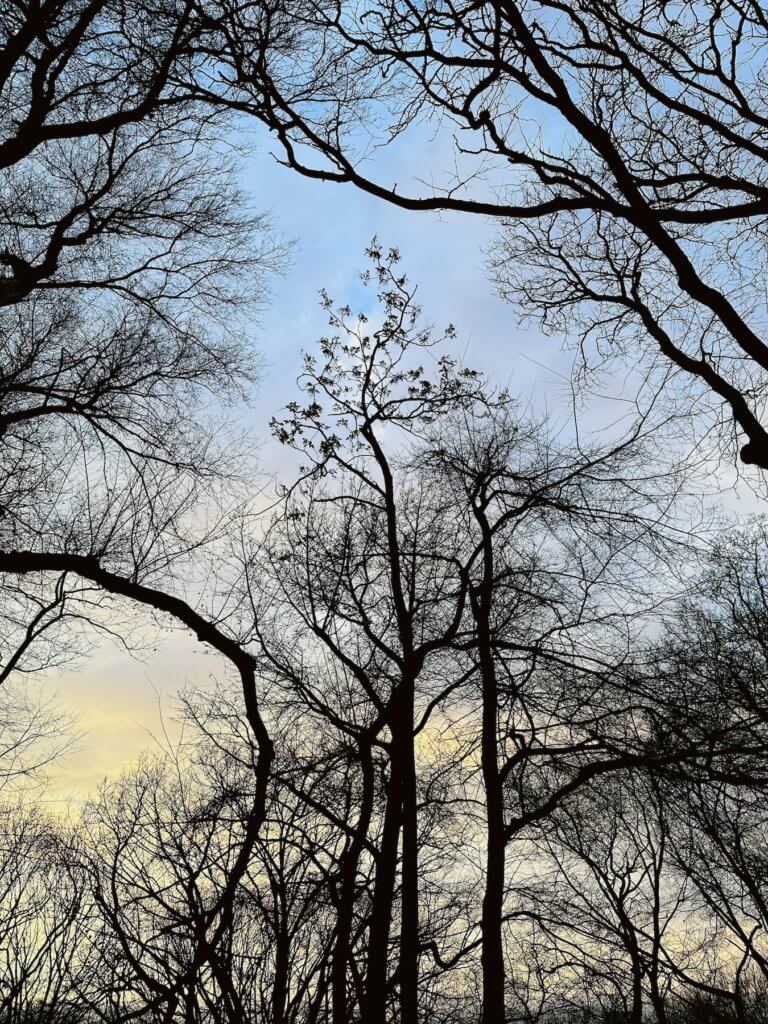 Matthias Maier | Riverside Park Tree Silhouettes