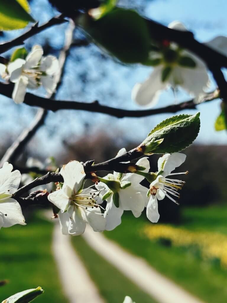 Matthias Maier | Apple blossoms