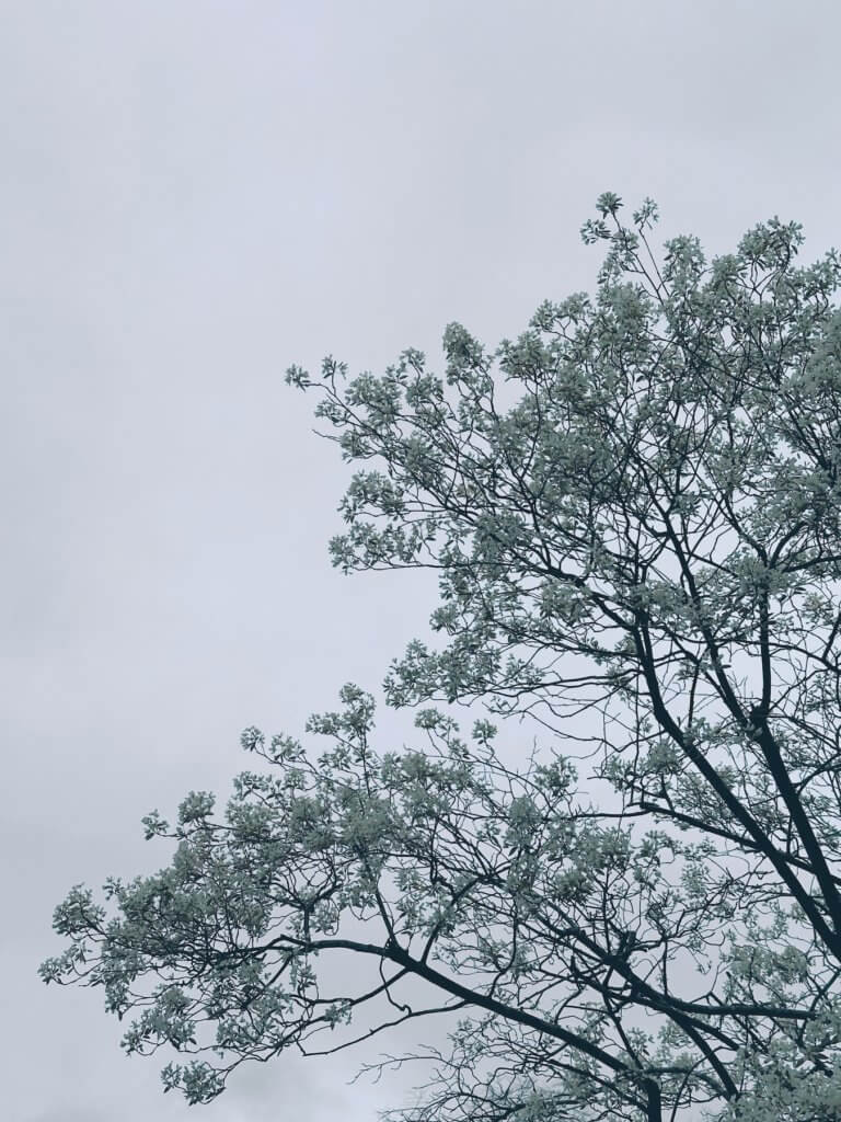 Matthias Maier | White blossoms