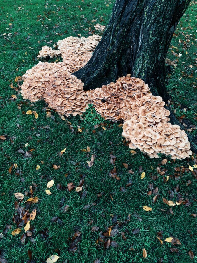 Matthias Maier | Tree fungus