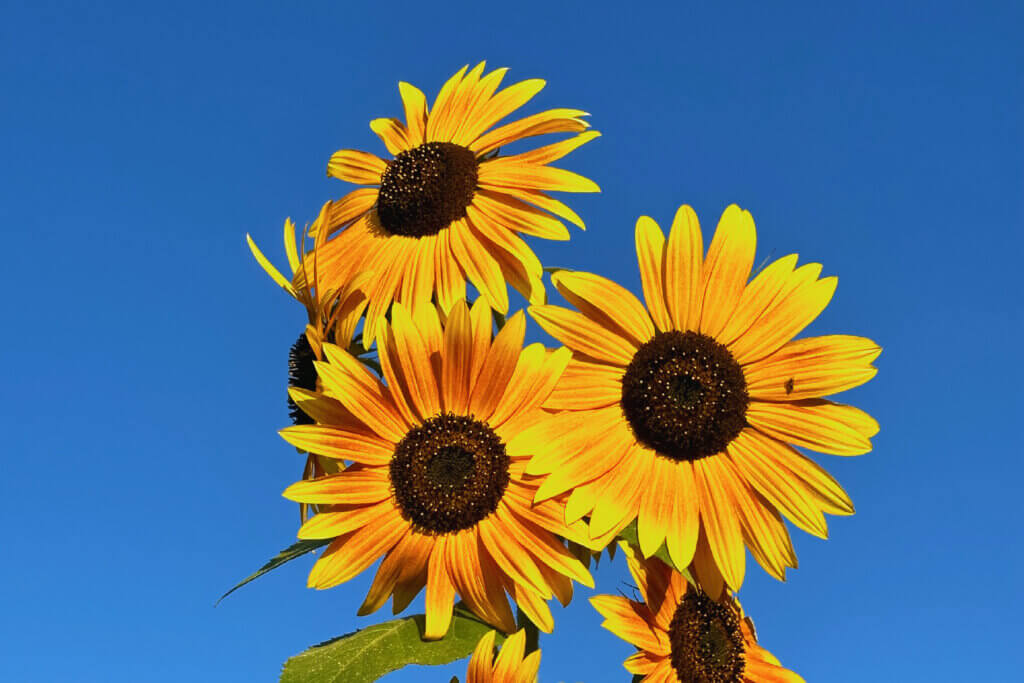 Matthias Maier | Blog | Week 36 2023 | Sunflowers on a sunny day