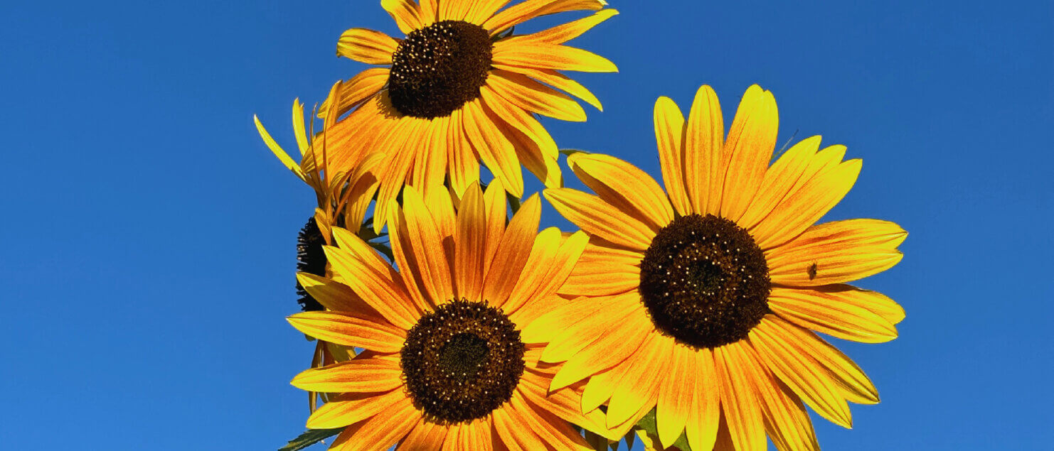 Matthias Maier | Blog | Week 36 2023 | Sunflowers on a sunny day