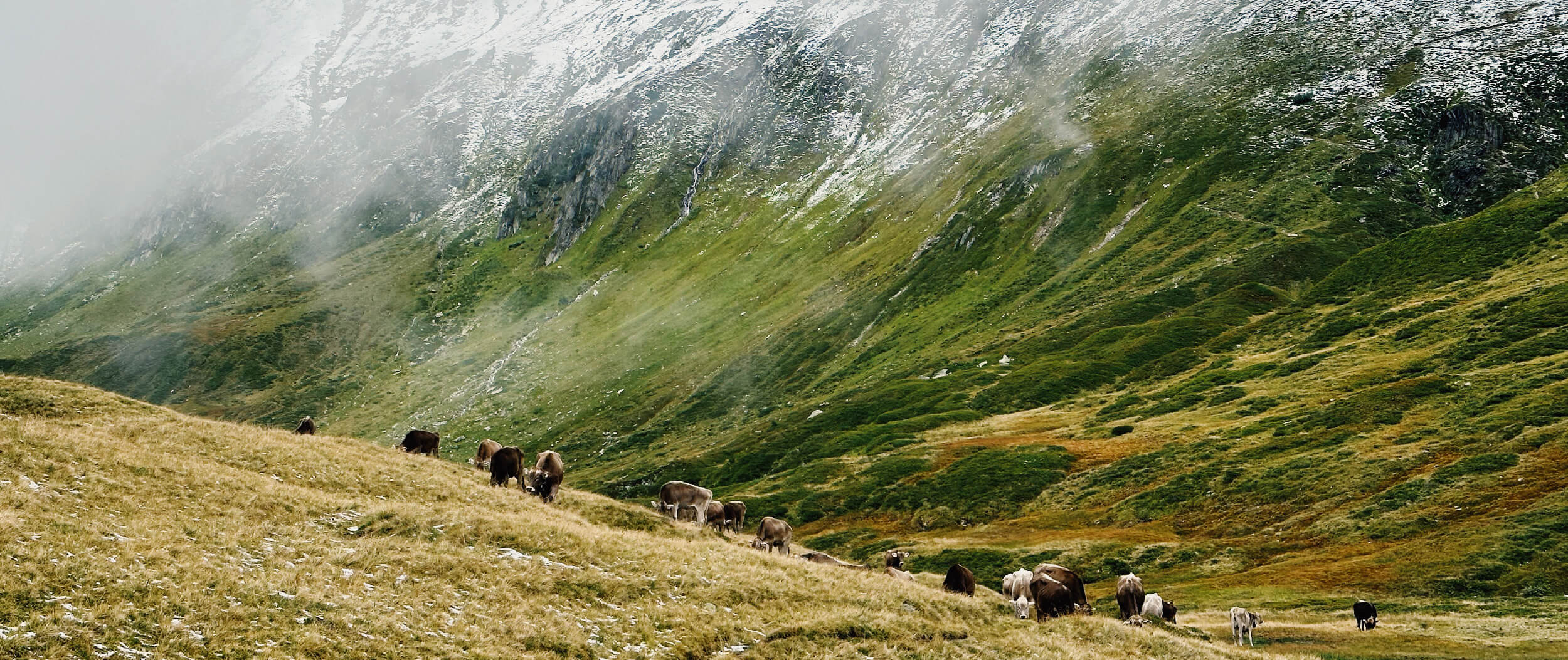 Matthias Maier | Stories | Grazing cows in the Unteralp valley