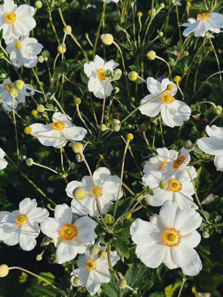 Matthias Maier | Japanese anemones