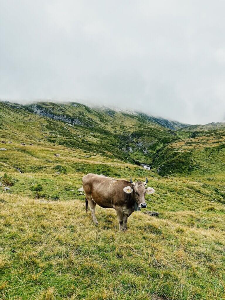 Matthias Maier | Happy cow