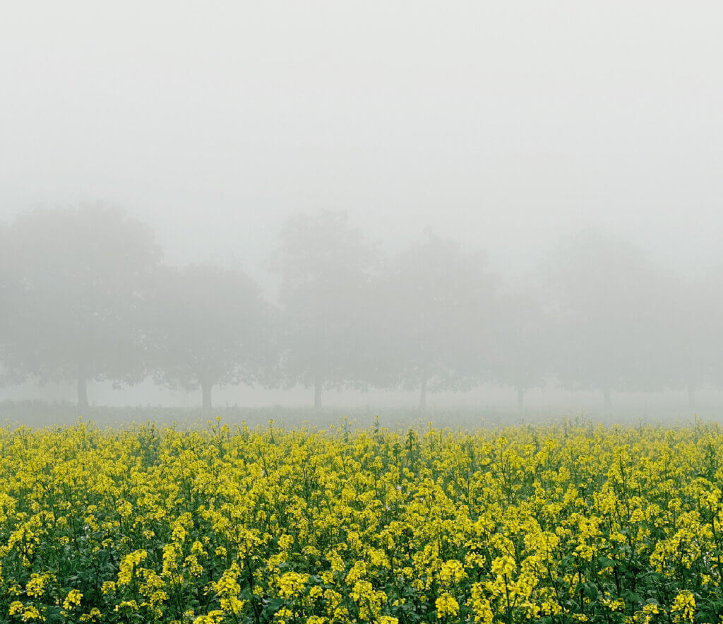Matthias Maier | Stories | Trees in the fog