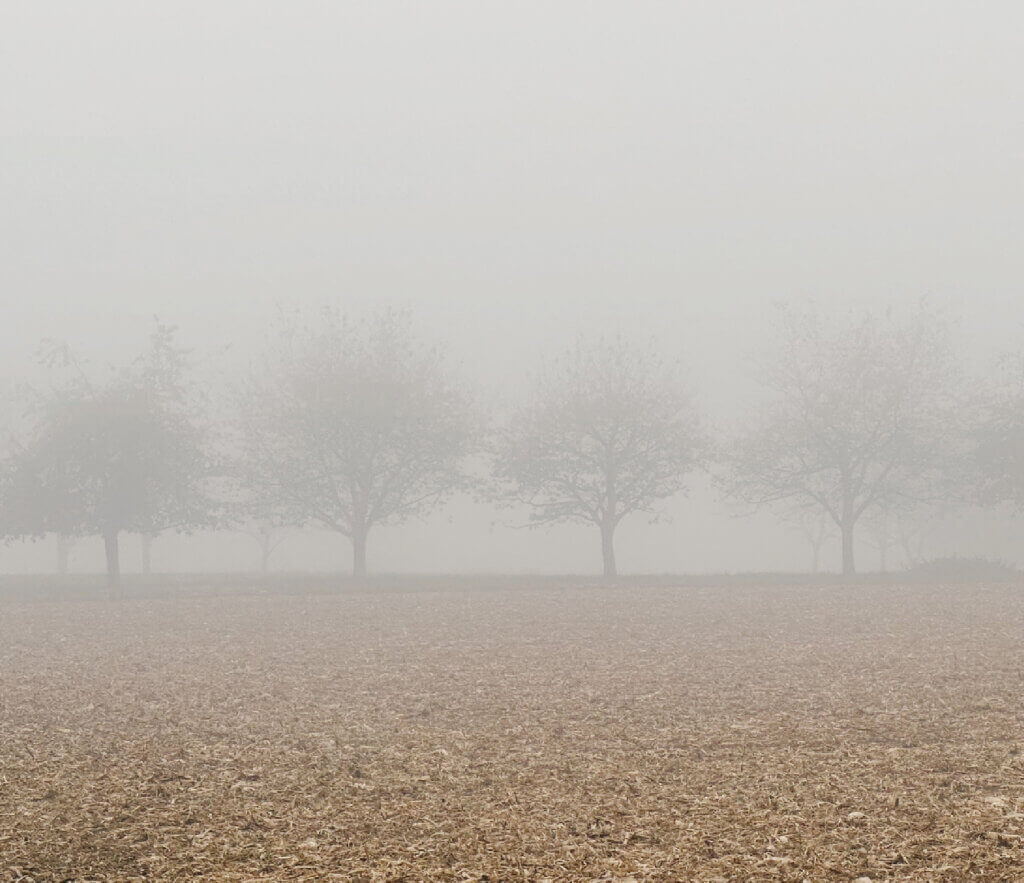 Matthias Maier | Stories | Trees in the fog