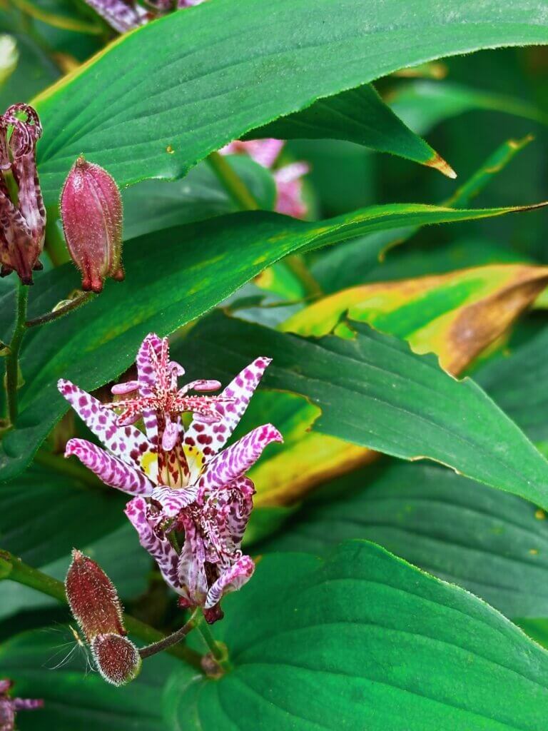 Matthias Maier | Toad Lily