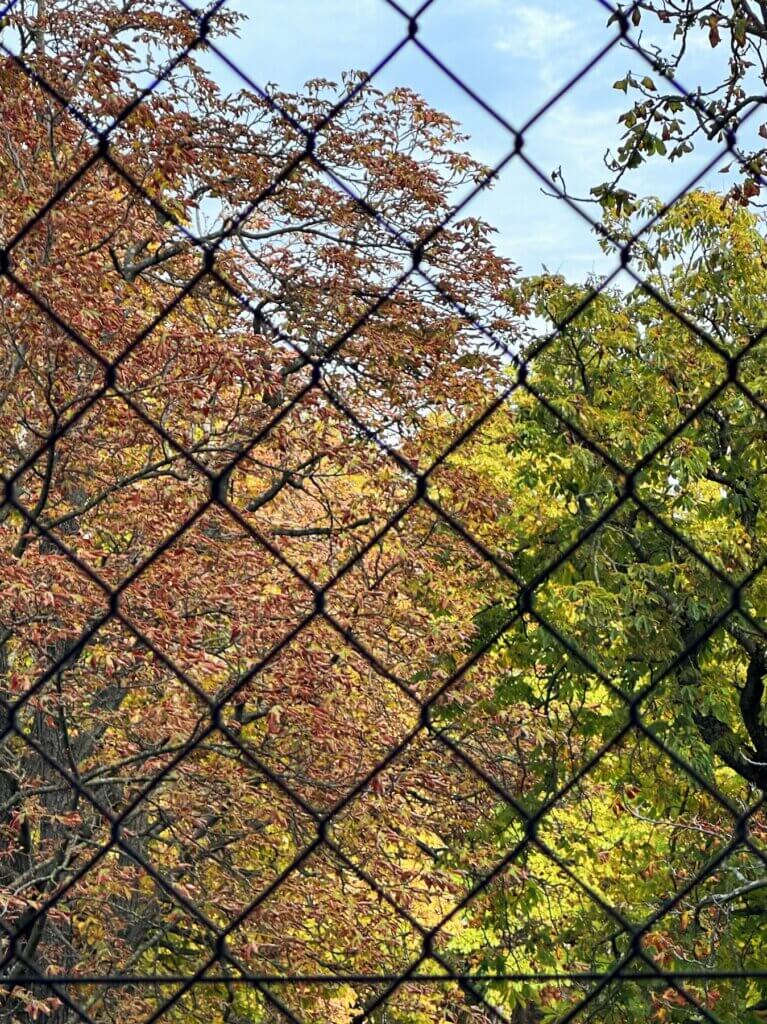Matthias Maier | Trees through the fence