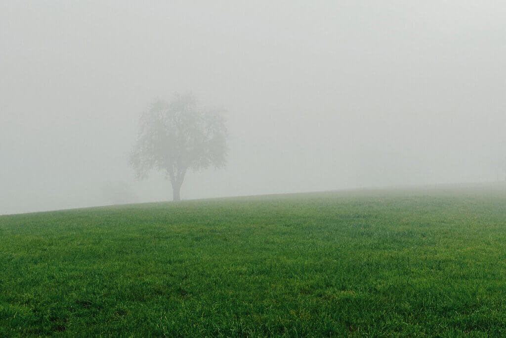 Matthias Maier | Blog | Week 42 2023 | A lonely tree in the fog