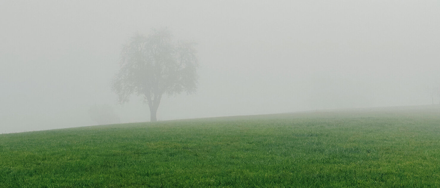 Matthias Maier | Blog | Week 42 2023 | A lonely tree in the fog