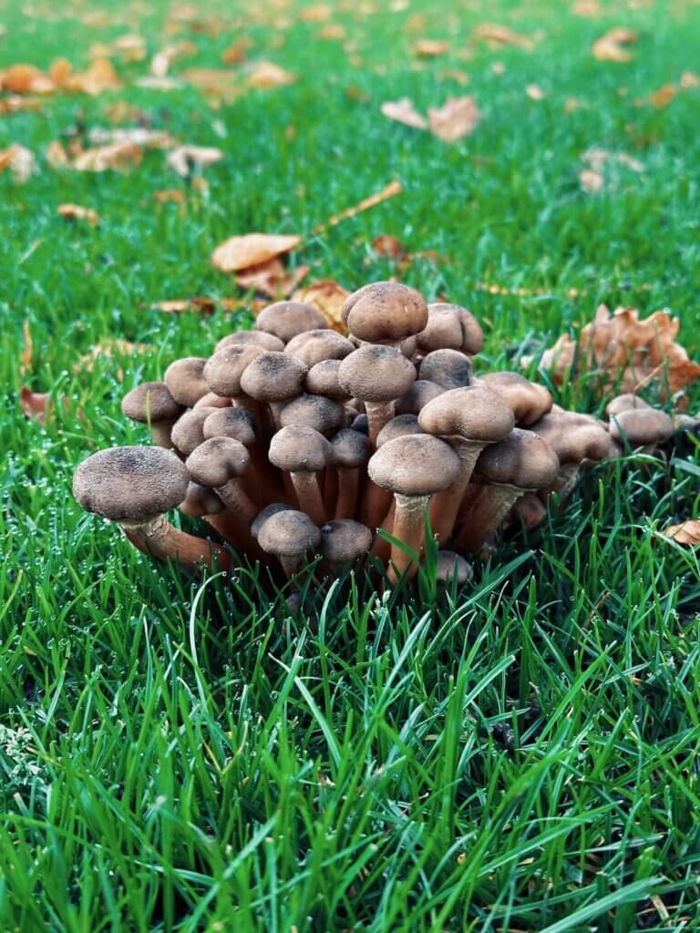 Matthias Maier | Mushroom cluster