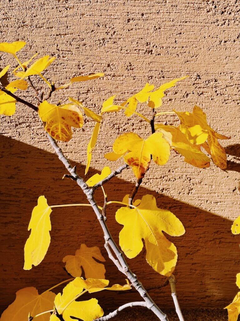 Matthias Maier | Yellow fig leaves