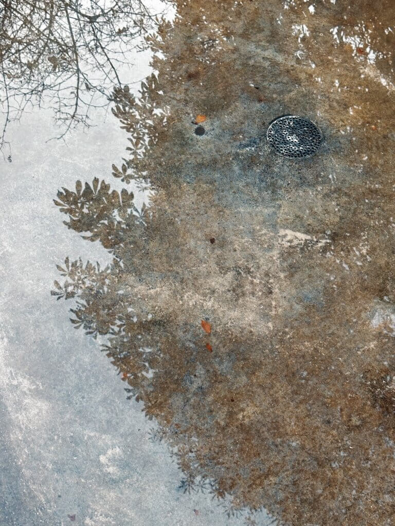 Matthias Maier | Trees in a pond