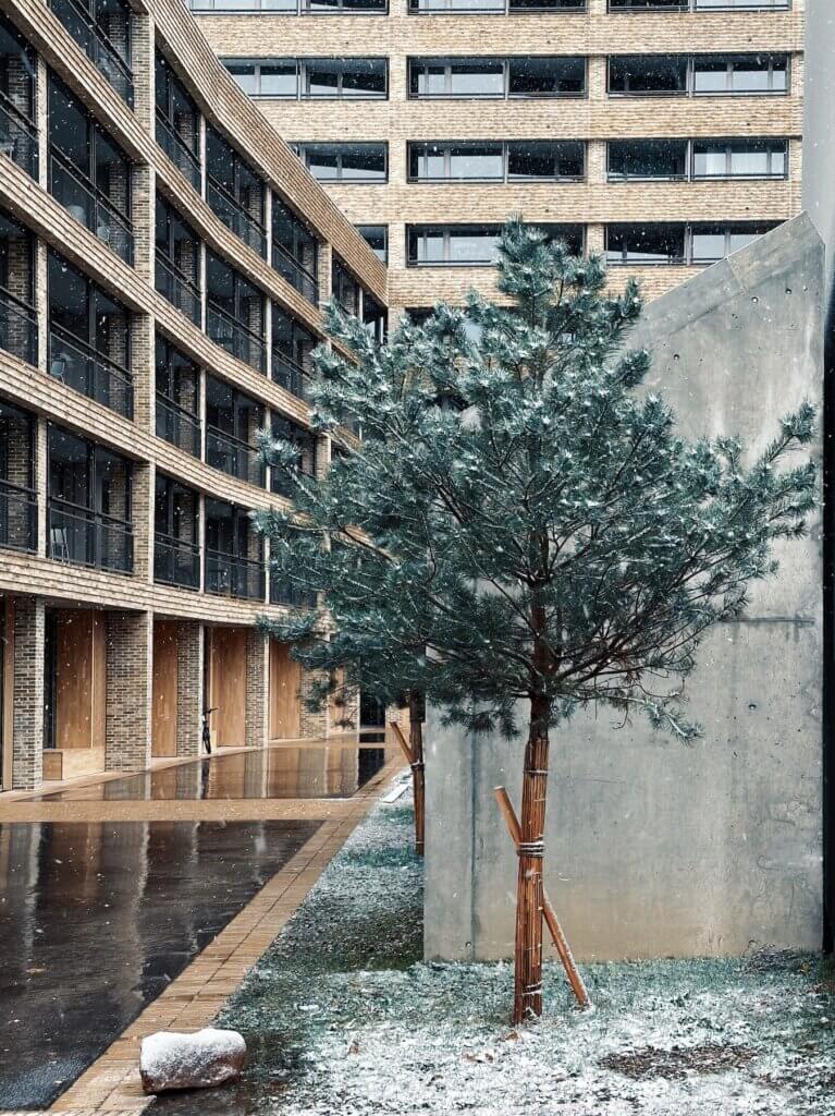 Matthias Maier | Pine tree